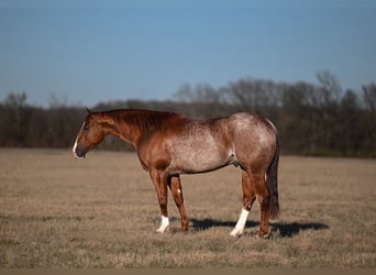 Quarter horse américain, Hongre, 6 Ans, Rouan Rouge