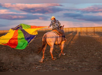 Quarter horse américain, Hongre, 6 Ans, Rouan Rouge