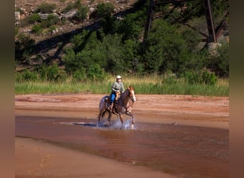 Quarter horse américain, Hongre, 6 Ans, Rouan Rouge