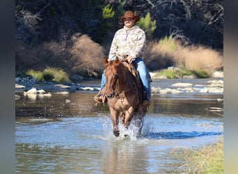 Quarter horse américain, Hongre, 6 Ans, Rouan Rouge