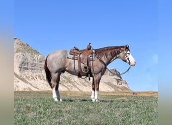 Quarter horse américain, Hongre, 6 Ans, Rouan Rouge