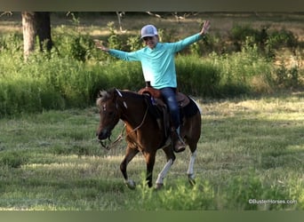 Quarter horse américain, Hongre, 7 Ans, 109 cm, Tobiano-toutes couleurs