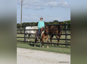 Quarter horse américain, Hongre, 7 Ans, 109 cm, Tobiano-toutes couleurs