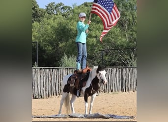 Quarter horse américain, Hongre, 7 Ans, 109 cm, Tobiano-toutes couleurs