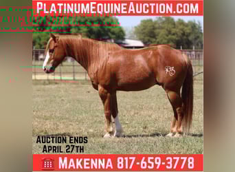 Quarter horse américain, Hongre, 7 Ans, 127 cm, Alezan brûlé