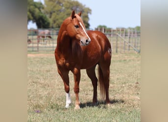 Quarter horse américain, Hongre, 7 Ans, 127 cm, Alezan brûlé