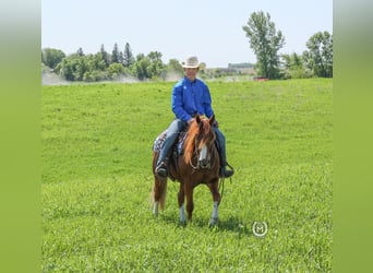 Quarter horse américain, Hongre, 7 Ans, 137 cm, Alezan brûlé