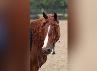 Quarter horse américain, Hongre, 7 Ans, 137 cm, Alezan brûlé