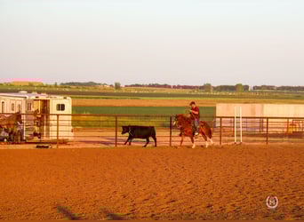 Quarter horse américain, Hongre, 7 Ans, 137 cm, Alezan brûlé