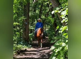 Quarter horse américain, Hongre, 7 Ans, 137 cm, Alezan brûlé