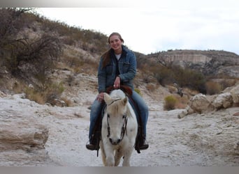 Quarter horse américain, Hongre, 7 Ans, 140 cm, Blanc