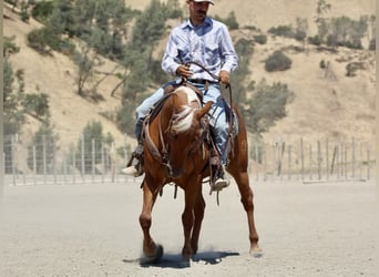 Quarter horse américain, Hongre, 7 Ans, 140 cm, Palomino