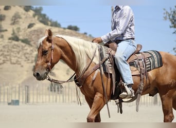 Quarter horse américain, Hongre, 7 Ans, 140 cm, Palomino