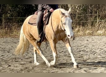 Quarter horse américain, Hongre, 7 Ans, 140 cm, Palomino