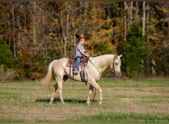 Quarter horse américain, Hongre, 7 Ans, 142 cm, Palomino