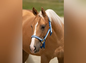 Quarter horse américain, Hongre, 7 Ans, 142 cm, Palomino