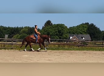 Quarter horse américain, Hongre, 7 Ans, 144 cm, Alezan cuivré