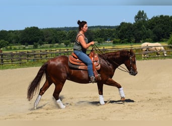 Quarter horse américain, Hongre, 7 Ans, 144 cm, Alezan cuivré