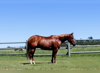 Quarter horse américain, Hongre, 7 Ans, 145 cm, Alezan cuivré