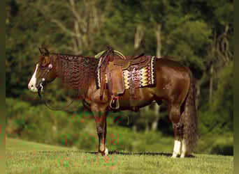Quarter horse américain, Hongre, 7 Ans, 145 cm, Alezan cuivré