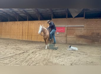 Quarter horse américain, Hongre, 7 Ans, 145 cm, Palomino