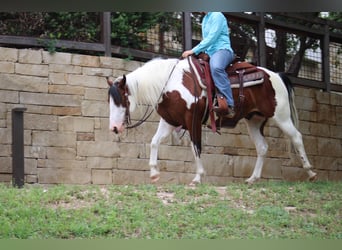 Quarter horse américain, Hongre, 7 Ans, 145 cm, Tobiano-toutes couleurs