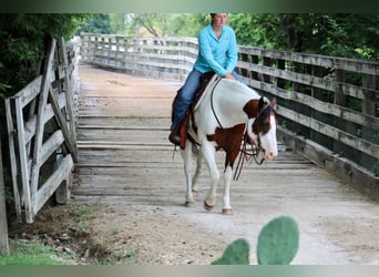 Quarter horse américain, Hongre, 7 Ans, 145 cm, Tobiano-toutes couleurs