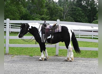 Quarter horse américain, Hongre, 7 Ans, 145 cm, Tobiano-toutes couleurs