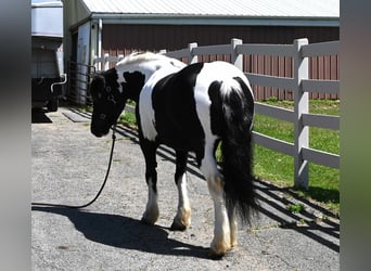 Quarter horse américain, Hongre, 7 Ans, 145 cm, Tobiano-toutes couleurs