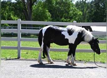 Quarter horse américain, Hongre, 7 Ans, 145 cm, Tobiano-toutes couleurs