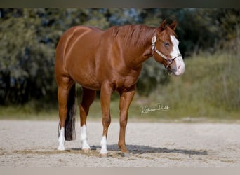 Quarter horse américain, Hongre, 7 Ans, 146 cm, Alezan
