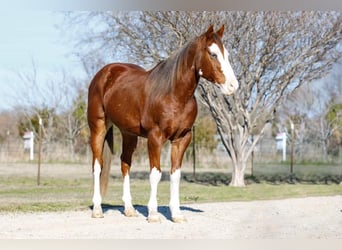 Quarter horse américain, Hongre, 7 Ans, 147 cm, Alezan brûlé