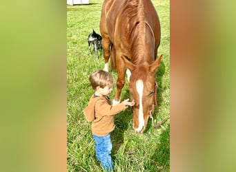 Quarter horse américain, Hongre, 7 Ans, 147 cm, Alezan cuivré