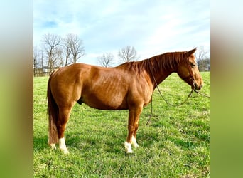 Quarter horse américain, Hongre, 7 Ans, 147 cm, Alezan cuivré