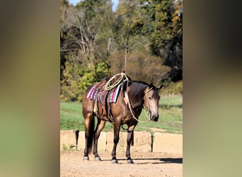 Quarter horse américain Croisé, Hongre, 7 Ans, 147 cm, Buckskin