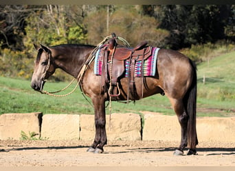 Quarter horse américain Croisé, Hongre, 7 Ans, 147 cm, Buckskin