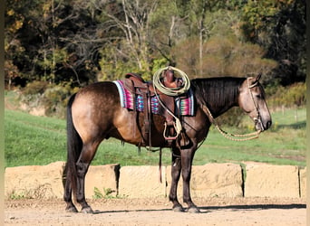 Quarter horse américain Croisé, Hongre, 7 Ans, 147 cm, Buckskin