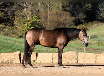 Quarter horse américain Croisé, Hongre, 7 Ans, 147 cm, Buckskin