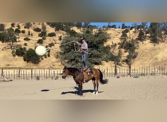 Quarter horse américain, Hongre, 7 Ans, 147 cm, Buckskin