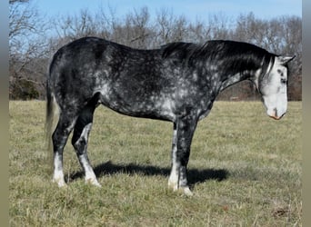Quarter horse américain, Hongre, 7 Ans, 147 cm, Gris pommelé