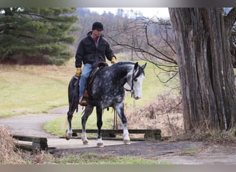 Quarter horse américain, Hongre, 7 Ans, 147 cm, Gris pommelé