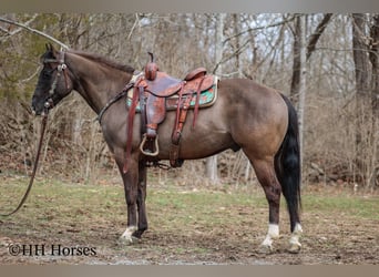 Quarter horse américain, Hongre, 7 Ans, 147 cm, Grullo