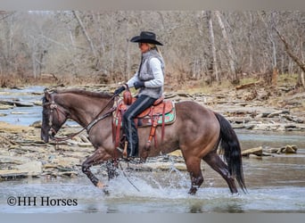 Quarter horse américain, Hongre, 7 Ans, 147 cm, Grullo