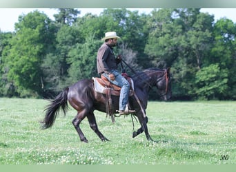 Quarter horse américain, Hongre, 7 Ans, 147 cm, Noir