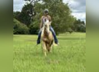 Quarter horse américain, Hongre, 7 Ans, 147 cm, Palomino