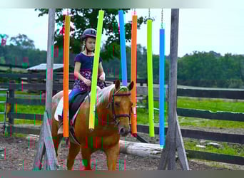 Quarter horse américain, Hongre, 7 Ans, 147 cm, Palomino