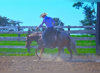 Quarter horse américain, Hongre, 7 Ans, 147 cm, Palomino