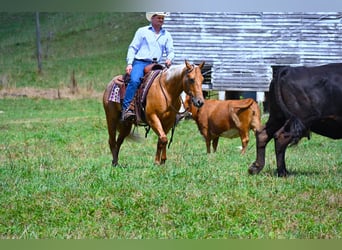 Quarter horse américain, Hongre, 7 Ans, 147 cm, Palomino