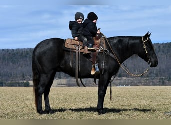 Quarter horse américain, Hongre, 7 Ans, 147 cm, Rouan Bleu