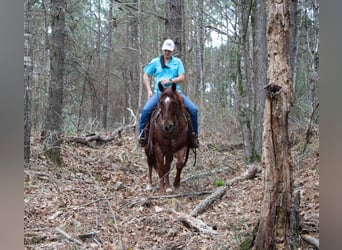 Quarter horse américain, Hongre, 7 Ans, 147 cm, Rouan Rouge